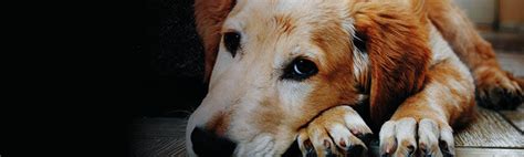 how to keep a dog entertained when alone