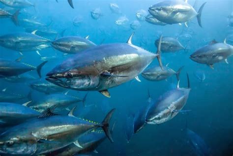 Interesting Facts About Pacific Bluefin Tuna - Bluefiná, Inc.