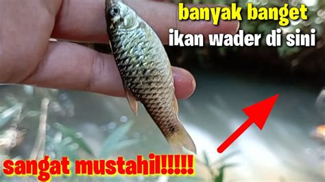 Awalnya Ngga Percaya Ternyata Di Sini Sarangnya Ikan Youtube