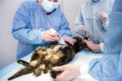 El cirujano veterinario está preparando al gato para la cirugía de