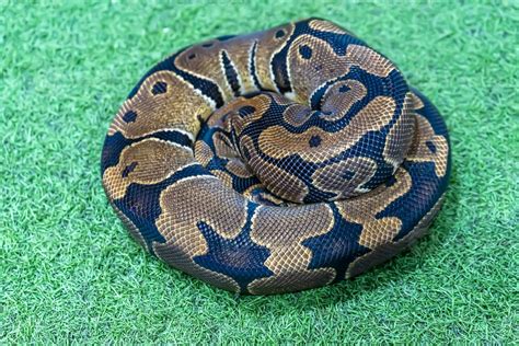 Ball python is a popular pet in Thailand. 25878788 Stock Photo at Vecteezy