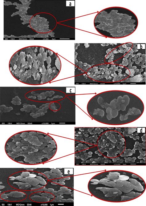 Scanning electron microscopy (SEM) images of S. aureus cells. (a ...