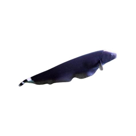 Black Ghost Knife Fish - 4M Fish & Aquariums