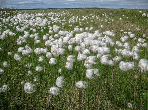 Field Of Cotton Grass  Andrea Pokrzywinski Flickr