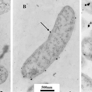 Tem Images Of Thin Sections Of S Oneidensis Mr Cells Grown For H