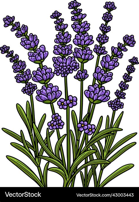 Clipart Lavender Flowers