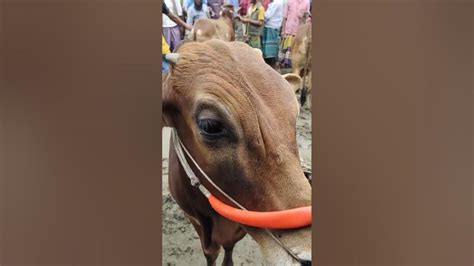 বুঝলাম না এই গরুটির কি হলো। Madhupurcity24 Cow গরুরহাট Youtube