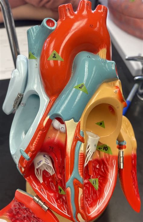 Heart Model Diagram Quizlet