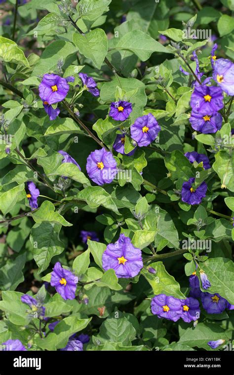 Paraguay Nightshade Aka Blue Potato Bush Solanum Rantonnetii