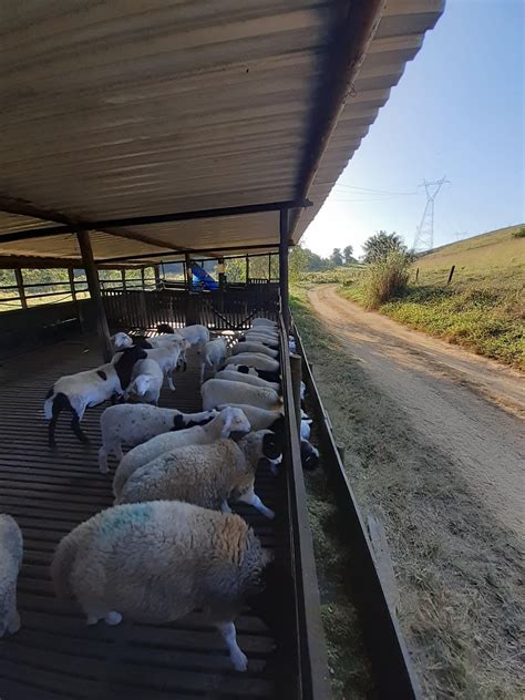 Categoria de Lotes Eficiência Produtiva na Ovinocultura