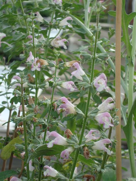 Salvia Taraxacifolia Citroensalie Sunsister