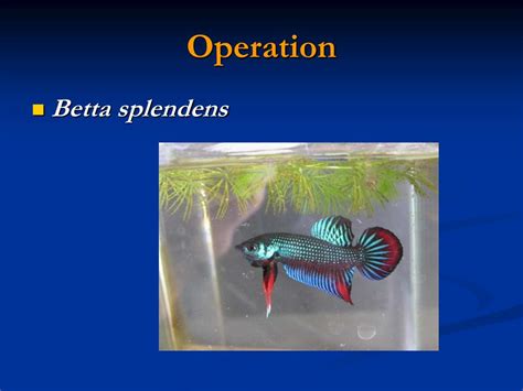 Ppt Factors Affecting On Sex Reversal Of Fishes Powerpoint Presentation Id