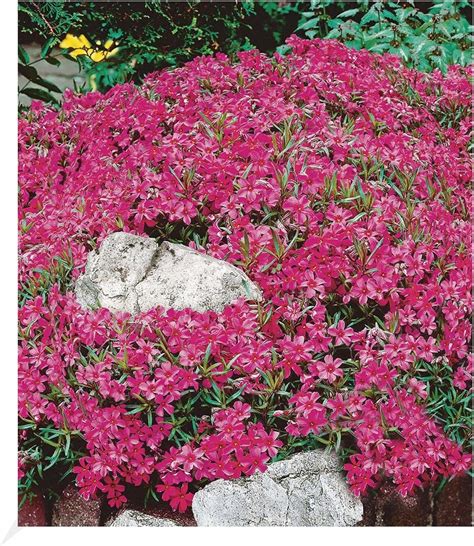 Baldur Garten Winterharter Bodendecker Roter Teppich Phlox Pflanzen