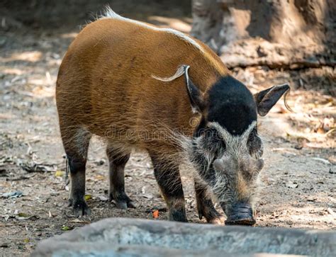 Red River Hog stock photo. Image of animal, coat, african - 110538388