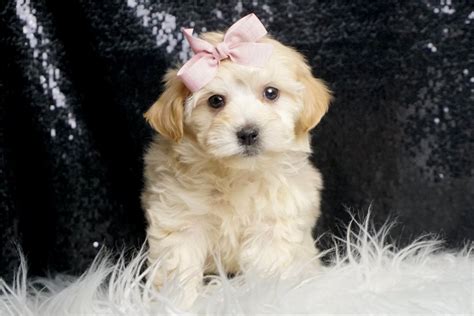 Ella Malti Poo Puppy 3EBCD0 Pawrade