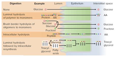 Digestion And Absorption Concise Medical Knowledge