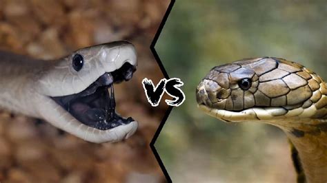 Black Mamba Vs King Cobra Fight