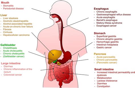 New Research Reveals the Effects of Alcohol on the Entire Digestive System