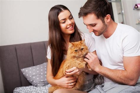 Idade Do Gato Guia Completo Para Entender O Envelhecimento Felino