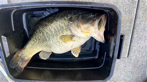 A Pound Bass Caught Breaks Louisiana Lake Record Wired Fish