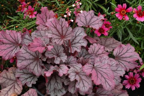 Heuchera Sugar Berry: Vibrant Red-Purple Foliage for Your Garden