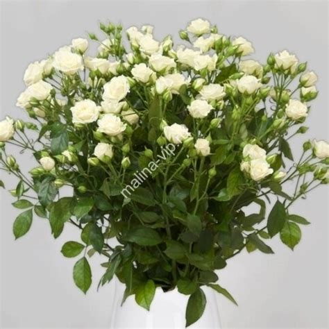 Флорибунда роза Лидия Вайт (White Lydia)
