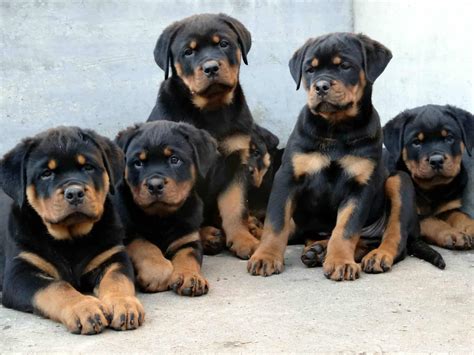 Rottweiler Temperament And Personality - Rottweiler Life