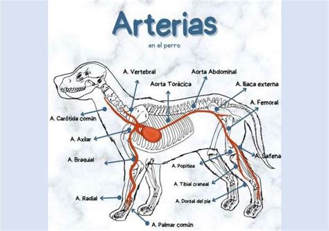 Arterias En El Perro Fraii Udocz