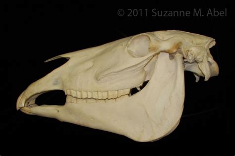 Horse Skull Side