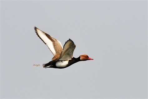 Red Crested Pochard At PURBASTHALI WEST BENGAL Migratory Birds