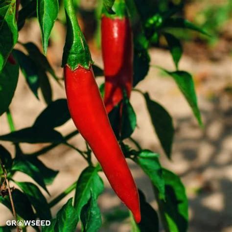 Cayenne Long Slim Chilli Seeds