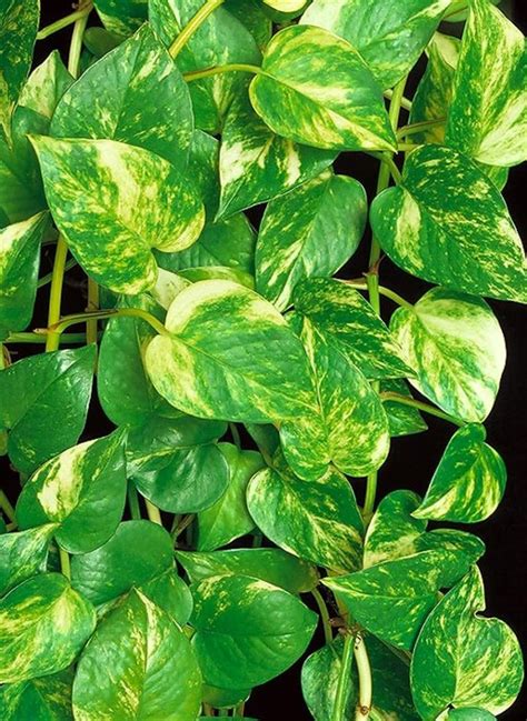 Ficha De Potus O Pothos Epipremnum Aureum