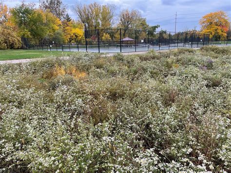 Oakestown Intermediate Rain Garden Friends Of Buck Creek