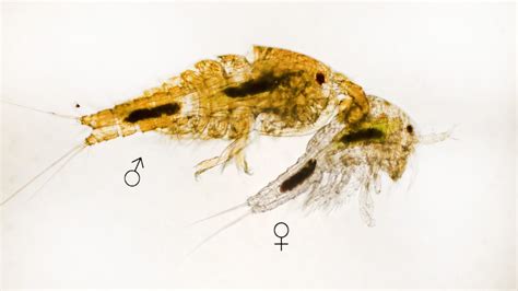 Discovery Of Vast Sex Differences In Cellular Activity Has Major Implications For Disease Treatment