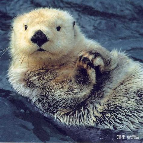 海狸、海獭、水豚、水獭分别有哪些区别？ 知乎