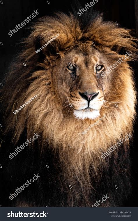 amazing closeup portrait male lion king stock photo