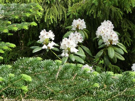 Rhododendron 'P. M. A. Tigerstedt' | Igor Kovacs | Flickr
