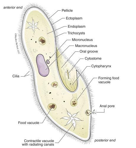 Paramecium Slide Labeled