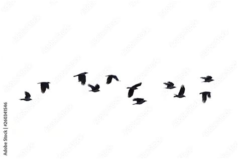 flying crows white background Stock Photo | Adobe Stock