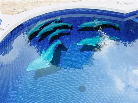 Top 40 Des Plus Belles Piscines Insolites Au Monde In 2024 Pool Tile