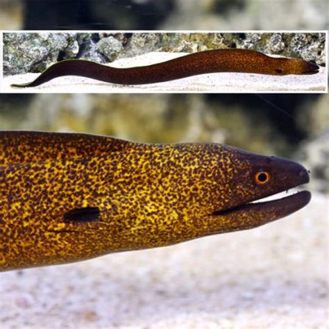 Yellow Edged Eel