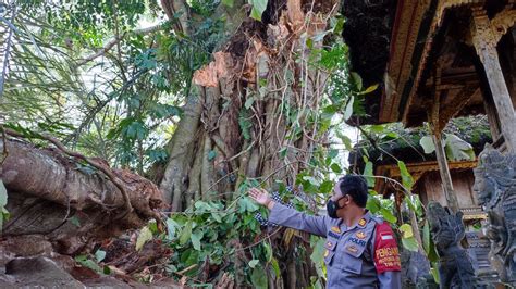 Pohon Bunut Berusia Tahun Tumbang Akibat Petir Dan Angin Kencang