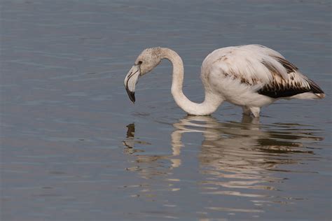 Flamant Rose Phoenicopterus Roseus Greater Flamingo Flickr