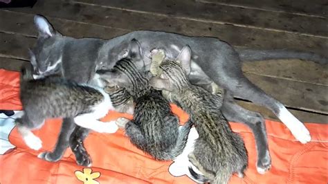 Very Good Mom Giving Milk For Her Newborn Baby Kittens They Are So Cute