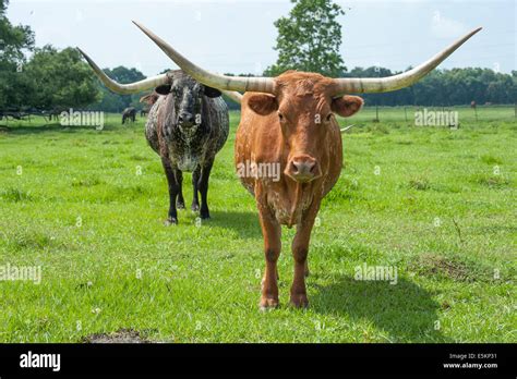 Longhorn Beef Cattle Hi Res Stock Photography And Images Alamy