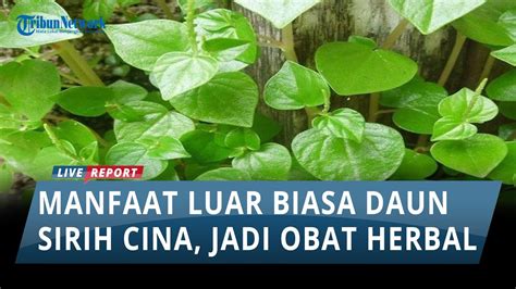 Manfaat Luar Biasa Daun Sirih Cina Sering Dijadikan Obat Herbal Untuk