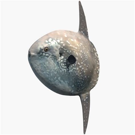 Hoodwinker sunfish 3D - TurboSquid 1201489