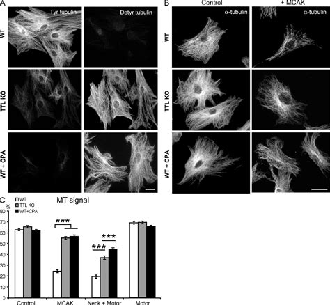 Microtubule Depolymerization Process Semantic Scholar