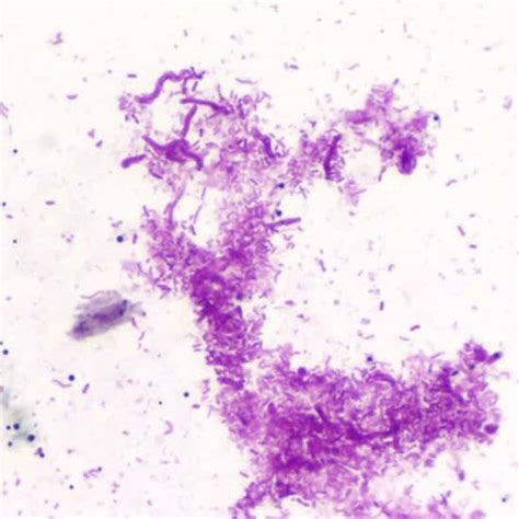 Cole Parmer Essentials Prepared Slide Bacteria 3 Types From Cole Parmer