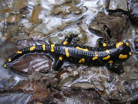 Nemzeti Park Rovar S Llatvil Ga Aggteleki Nemzeti Park Kincsei